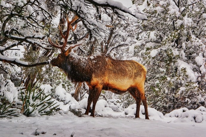 一等獎(jiǎng) 綜合部 蔡青 鹿.jpg